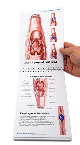 SLP Anatomisi Flip Kitap Konuşma Dili Patolojisi